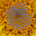 FibonacciChamomile