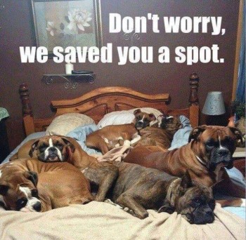 Dogs in the Bed