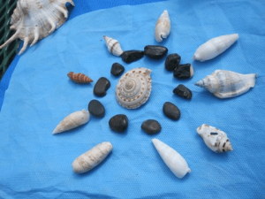 rocks and shells